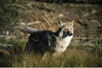 《勇者斗恶龙》制作人堀井雄二发文悼念鸟山明 曾参与多部作品开发